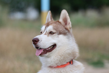 Siberian husky