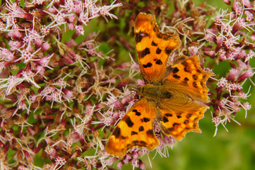 A beautiful butterfly on a flower. Comma / Polygonia c-album