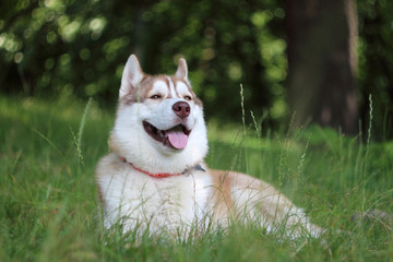 Siberian husky