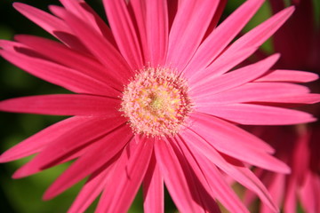 Obraz premium Blüte von ganz nah