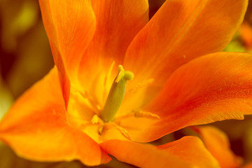 Obraz premium Macro de antera de tulipán 