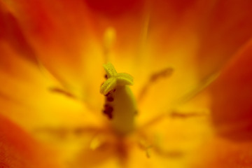 Macro antera de tulipán
