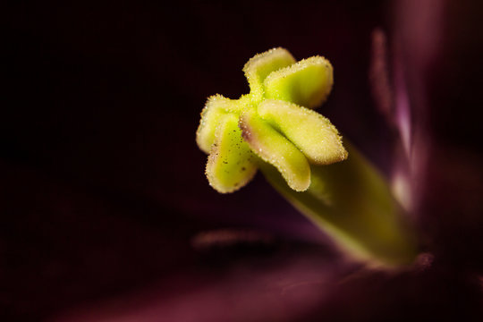 Macro antera de flor morada