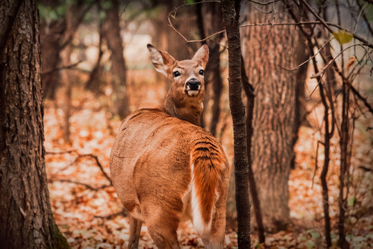Stunning image of red deer stag in the forest landscape.