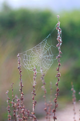 Web with morning dew drops between branches