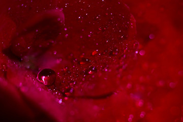 Flor con gotas de agua