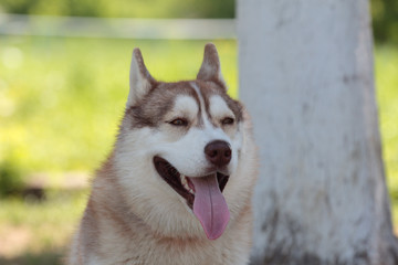 Siberian husky