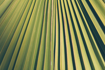 Abstract texture of a palm leaf