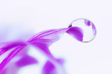 Macro gota de agua sobre pétalo