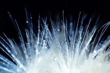 FOTOGRAFÍA DETALLE FLOR O PLANTA. © Laura García