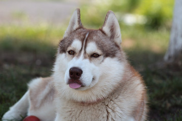Siberian husky
