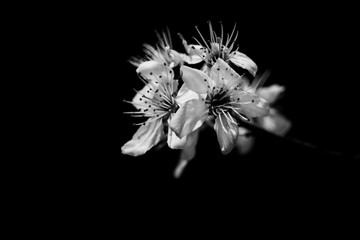 Fotografía flores de jardin.