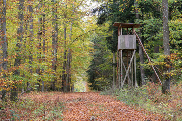 Autumn forest. Old hunter's stand in the forest.