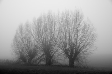 Kahle blattlose Bäume, Weiden in nebliger Herbst, Winterlandschaft in Schwarz Weiß