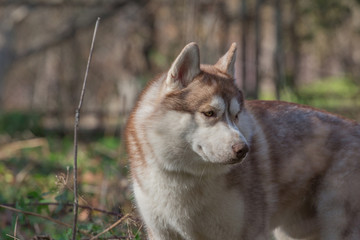 Siberian husky