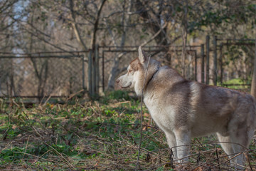 Siberian husky