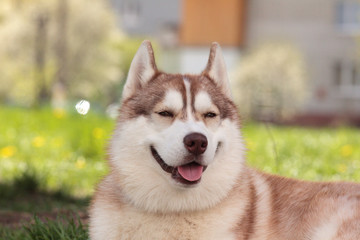 Siberian husky