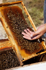 Frame of honeycomb with bees.