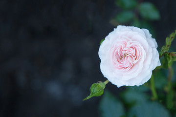 Flowers pink roses in the garden. Copy space.