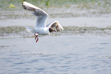 Fototapeta na wymiar Birds at Lake Skadar / Montenegro
