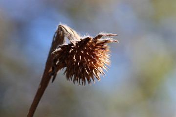 Naturaleza del Bosque de Tlalpan
