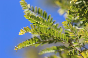 Naturaleza del Bosque de Tlalpan