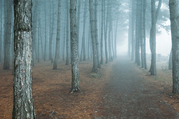 Naklejka premium forest in fog. misty dark forest