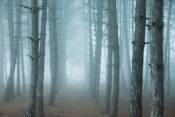 fog in the forest. misty dark forest