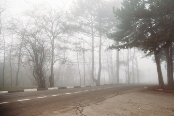 Obraz na płótnie Canvas Dangerous road due to fog. road in fog forest. 