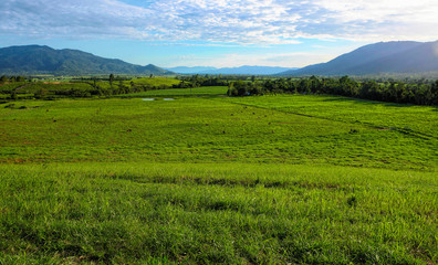 Obraz premium green cow paddocks in Tully North Queensland