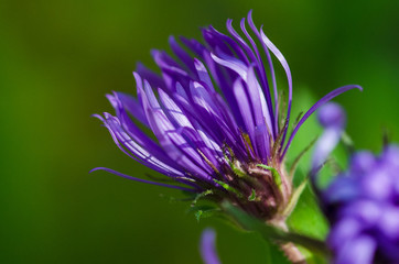 Tiny Violet Flower Lazily Uncurling its Petals to Meet the Early Morning Sunshine