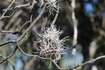 Naturaleza del Bosque de Tlalpan