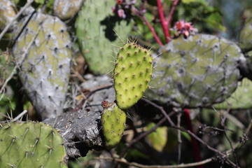 Nopal