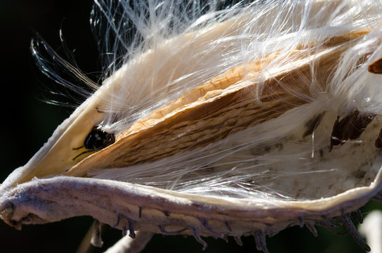 Milkweed Seeds and Fibers Resting in a Their Pod