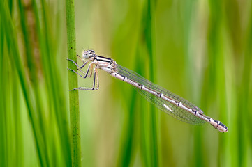 Common Blue Damselfly, Enallagma cyathigerum in a Damp Dewy Meadow.