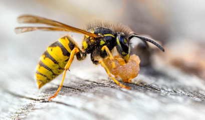 Common Wasp, Vespula vulgaris Scavaging old pear fruit.