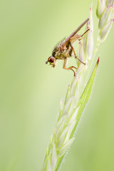 Female Common Yellow Dung-fly, Scathophaga stercoraria on Grass Inflorescence.