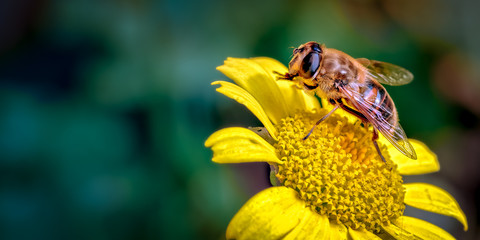 Drone-Fly, Eristalis tenax a bee mimic on Daisy Like Flower Cleaning its Front Legs.