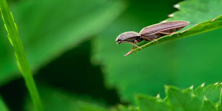 Brown Click Beetle, Agriotes obscurus on Nettle Leaf in a Sea of Green.