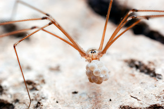 Cellar Spider Carrying Eggs in its Jaws