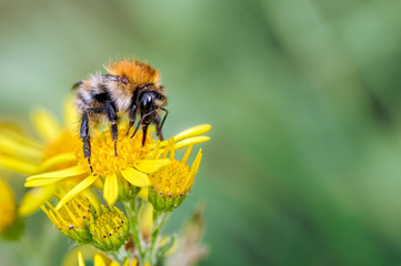 Male Carder Bumblebee, Bombus pascuorum feeding on Ragwort.