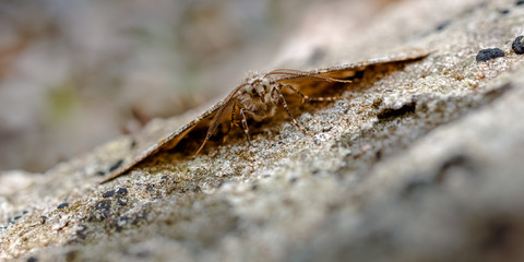 Mottled beauty Moth Portrait, Alcis repandata Camouflaged against a Lichenised Stone.