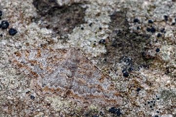 Mottled beauty Moth, Alcis repandata Camouflaged against a Lichenised Stone.