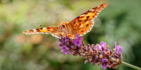 Painted Lady Butterfly, Vanessa cardui on Lavender_2.