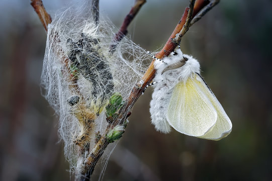 Male White Satin Moth Freshly Emerged form its Pupal case, left.