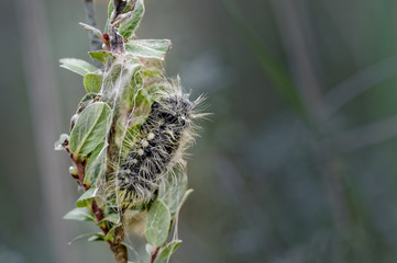 White Satin Moth Pupating on Dwarf Willow