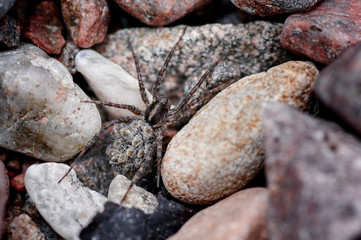 Wolf Spider, Lycosidae Carrying Young Spiderlings on Her Back Through Stony Terrain on the Coast.