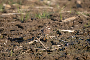 Halkalı küçük cılıbıt » Little Ringed Plover » Charadrius dubius