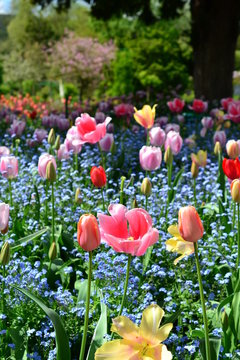 France Giverny Claude Monet Garden In Spring, Flowers And Lakes Sea Rose