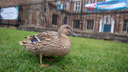 Duck Close-Up